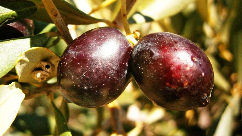 Olives Olivas Fruit Tree Olive Vegetable Nature Olives Olivas Fruit Tree Olive Vegetable Nature