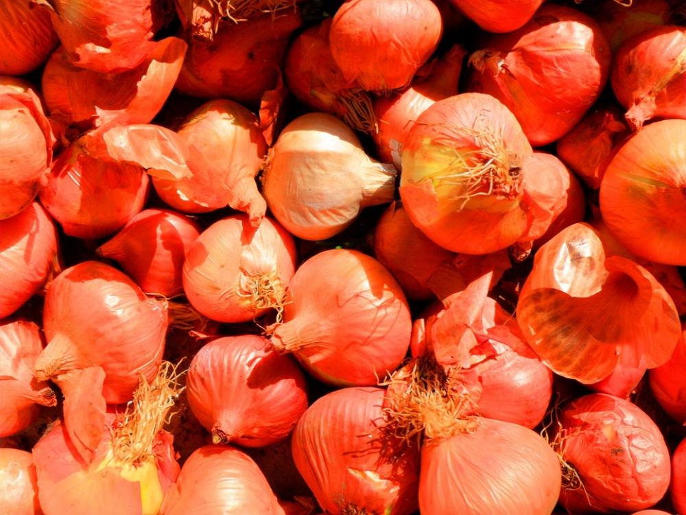 Onion Food Vegetables Vegetable Harvest Autumn Onion Food Vegetables Vegetable Harvest Autumn