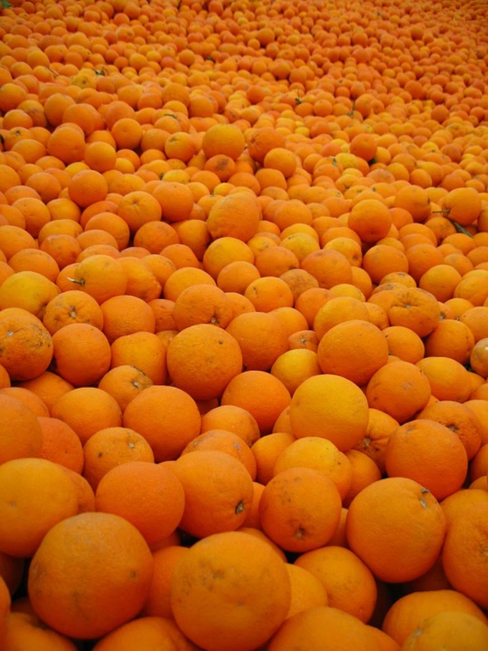 Orange Spain Sunny Oranges Citrus Vitamins Orange Spain Sunny Oranges Citrus Vitamins