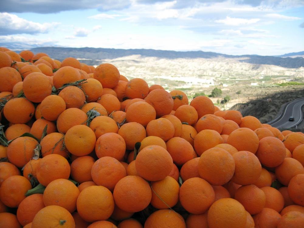 Orange Spain Sunny Oranges Citrus Vitamins Orange Spain Sunny Oranges Citrus Vitamins