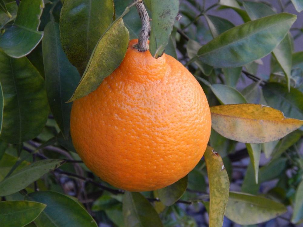 Orange Orange Tree Leaves Nature Leaf Plant Tree Orange Orange Tree Leaves Nature Leaf Plant Tree