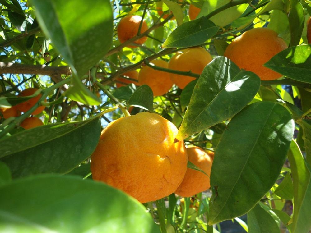 Orange Fruit Fresh Orange Fruit Fresh