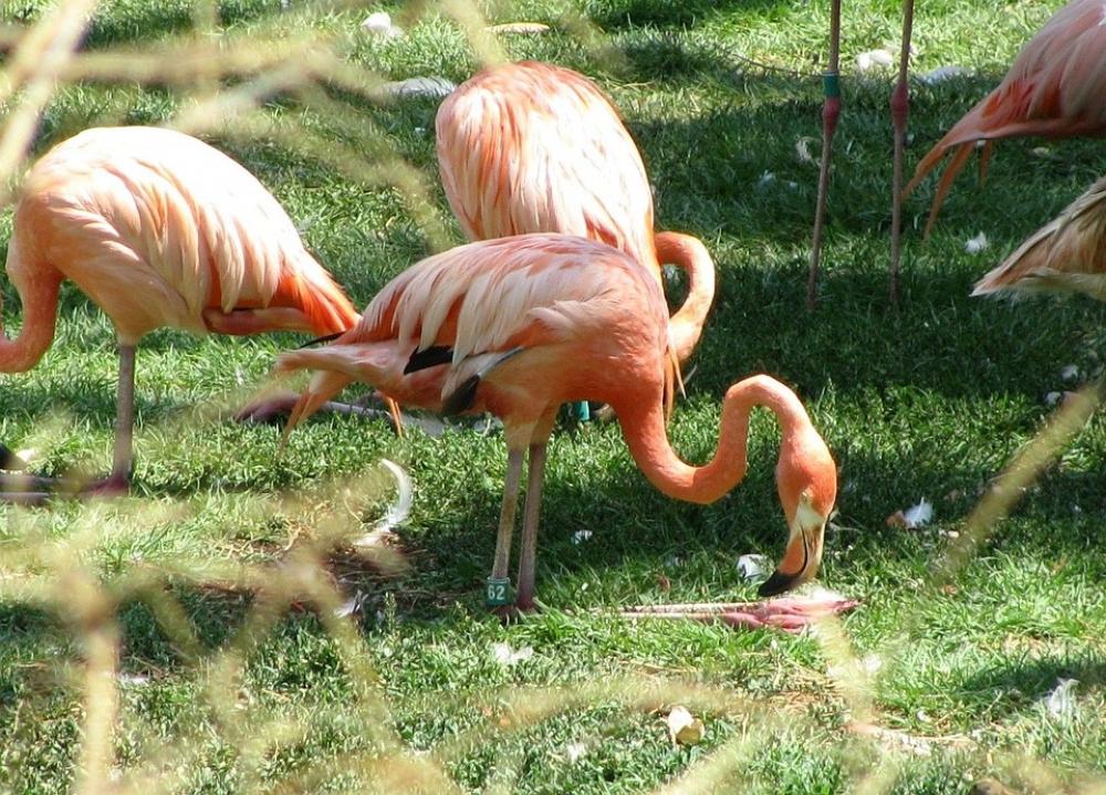 Orange Flamingos Animal Bird Beautiful Colorful Orange Flamingos Animal Bird Beautiful Colorful