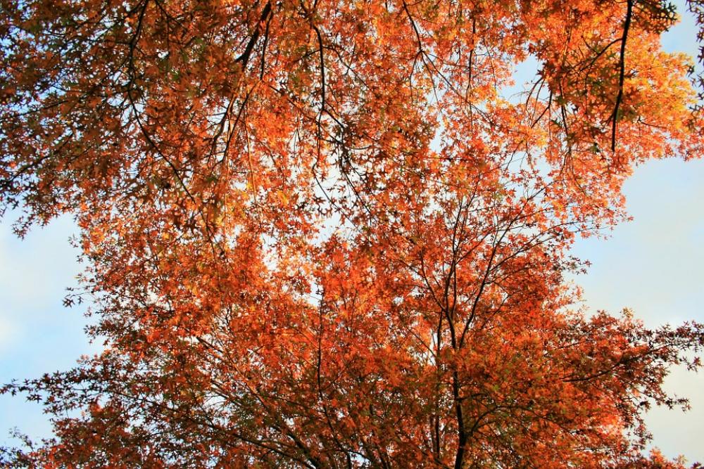 Orange Leaves Tree Leaves Foliage Orange Bright Orange Leaves Tree Leaves Foliage Orange Bright