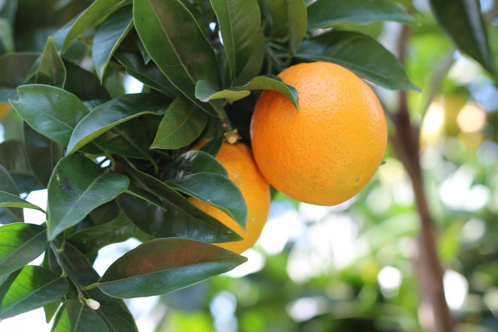 Oranges Orange Fruit Citrus Fruit Oranges Orange Fruit Citrus Fruit