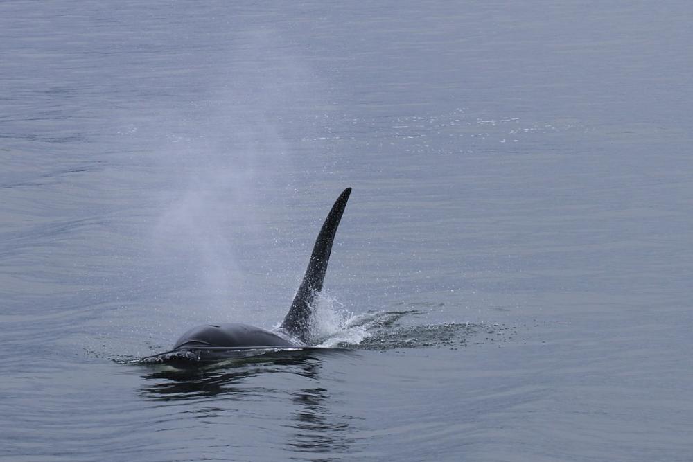 Orca Whale Killer Whale Sea Mammal Whales Orca Whale Killer Whale Sea Mammal Whales