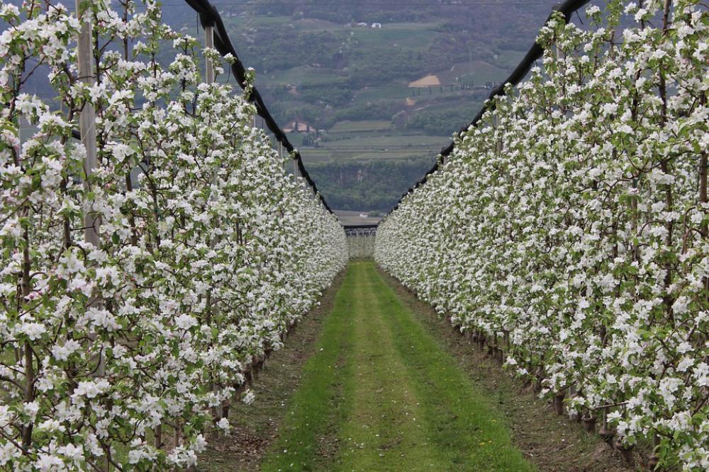 Orchard Apples Garden Orchard Apples Garden