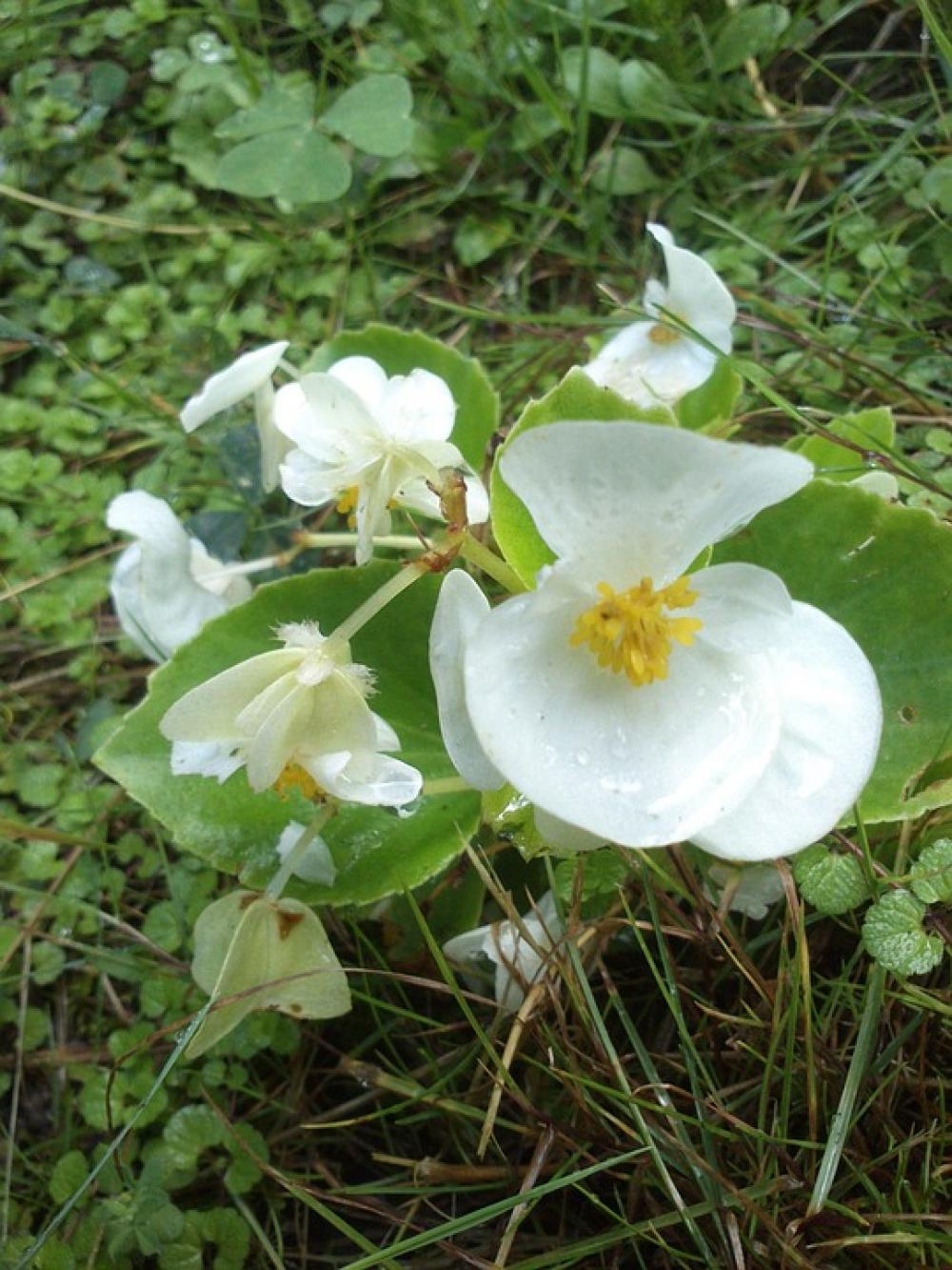 Orchid Flower White Plant Orchidaceae Flora Orchid Flower White Plant Orchidaceae Flora