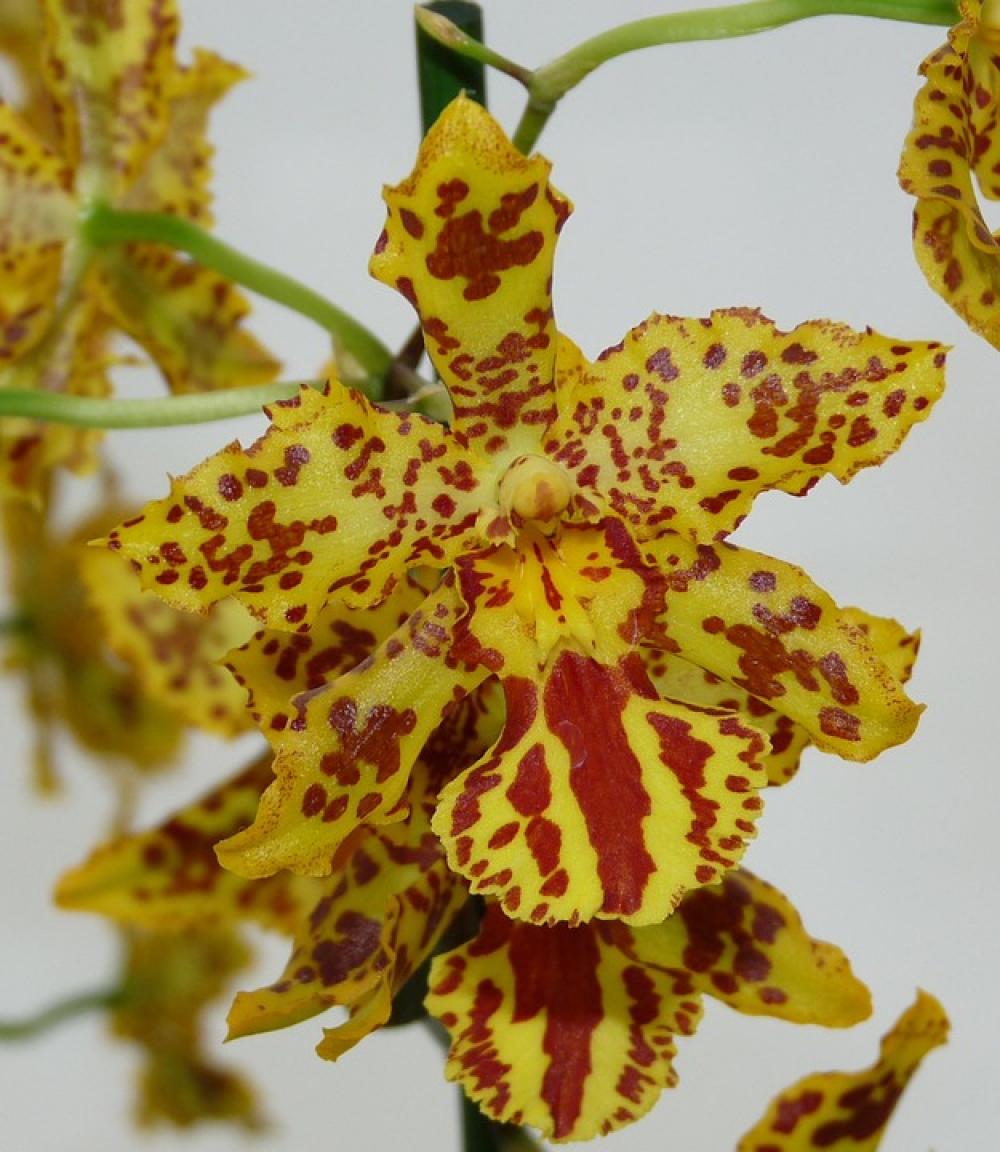 Orchid Flower Blossom Bloom Plant Flora Beautiful Orchid Flower Blossom Bloom Plant Flora Beautiful