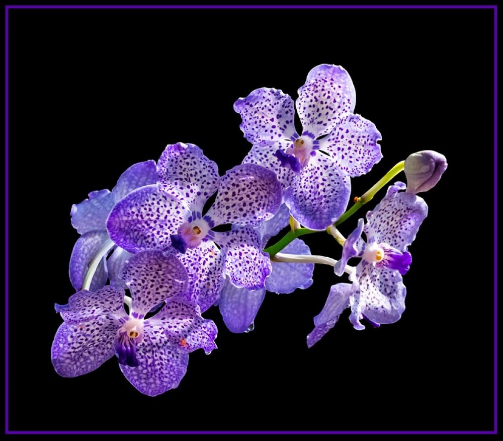 Orchid Blossom Bloom Flower Purple White Close Up Orchid Blossom Bloom Flower Purple White Close Up