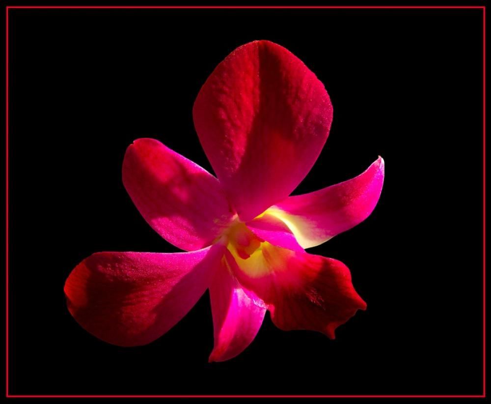 Orchid Blossom Bloom Flower Red Orchid Blossom Bloom Flower Red