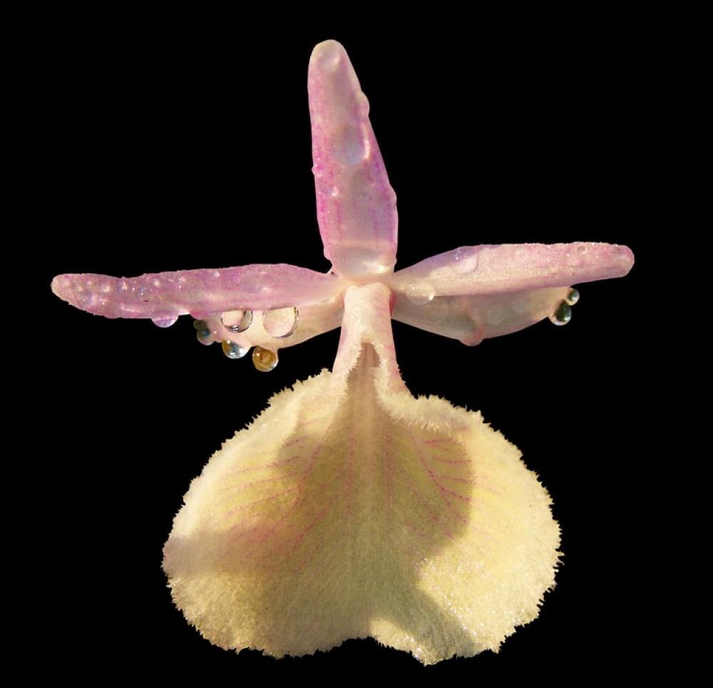 Orchid Wild Orchid White Violet Orchid Wild Orchid White Violet
