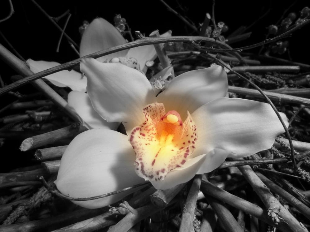 Orchid Flower Black And White Orchid Flower Black And White