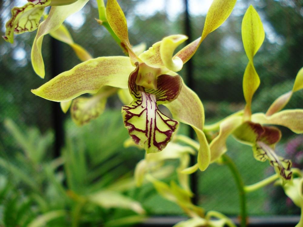 Orchid Flower Plant Orchid Flower Plant