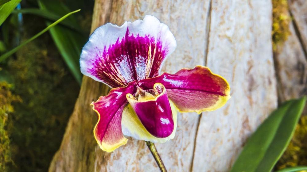 Orchid Ladie'S Slipper Tropical Vibrant Orchid Ladie'S Slipper Tropical Vibrant
