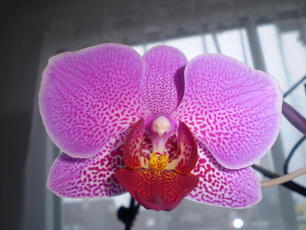 Orchid Flower Roštín Purple Middle Red Orchid Flower Roštín Purple Middle Red