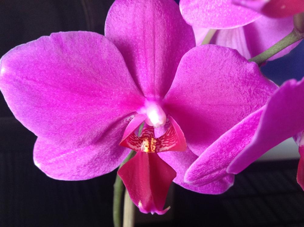 Orchid Flower Fuchsia Leaves Spring Nature Orchid Flower Fuchsia Leaves Spring Nature