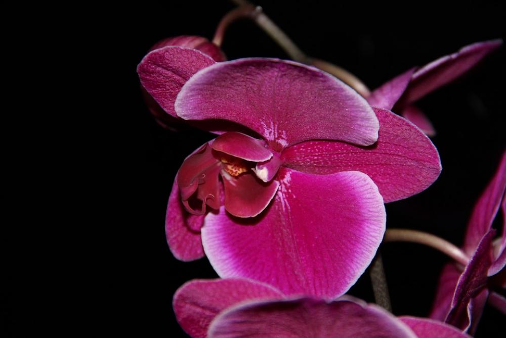 Orchid Flower Plant Orchid Flower Plant