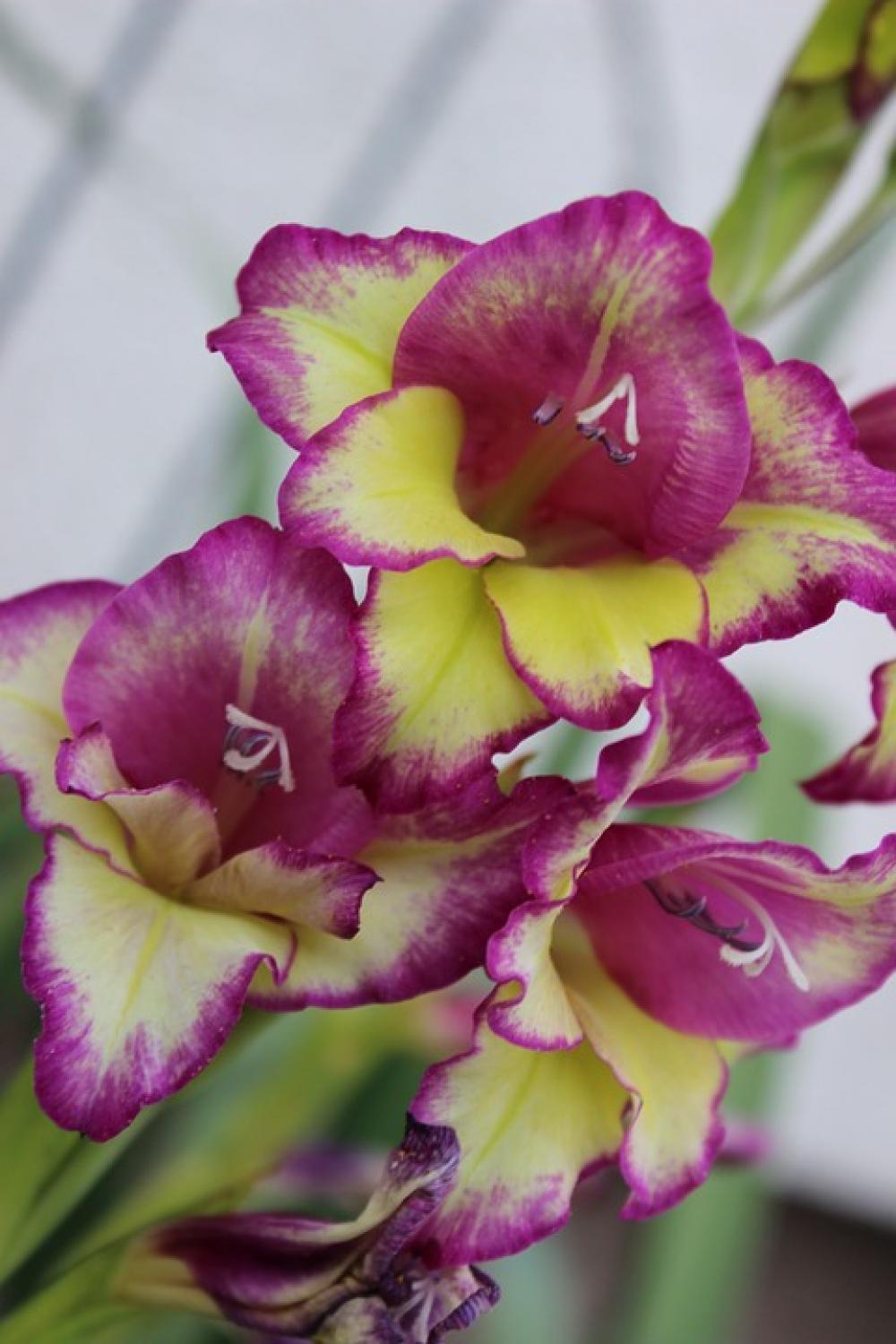 Orchid Flower Purple Spring Orchid Flower Purple Spring
