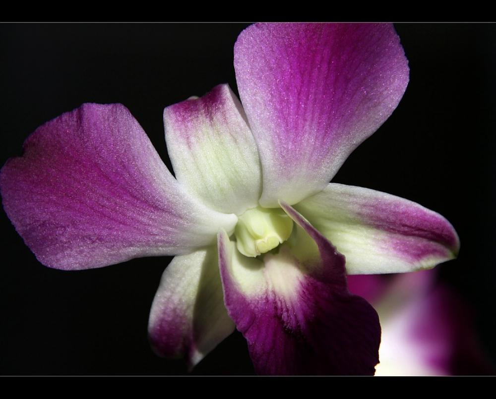 Orchid Flower Purple Orchid Flower Purple