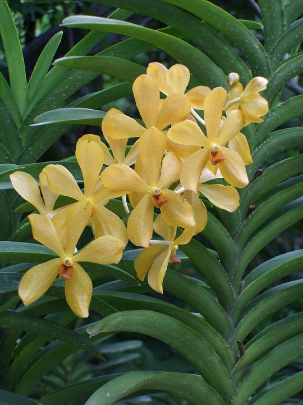 Orchid Flower Blossom Bloom Yellow Plant Orchid Flower Blossom Bloom Yellow Plant