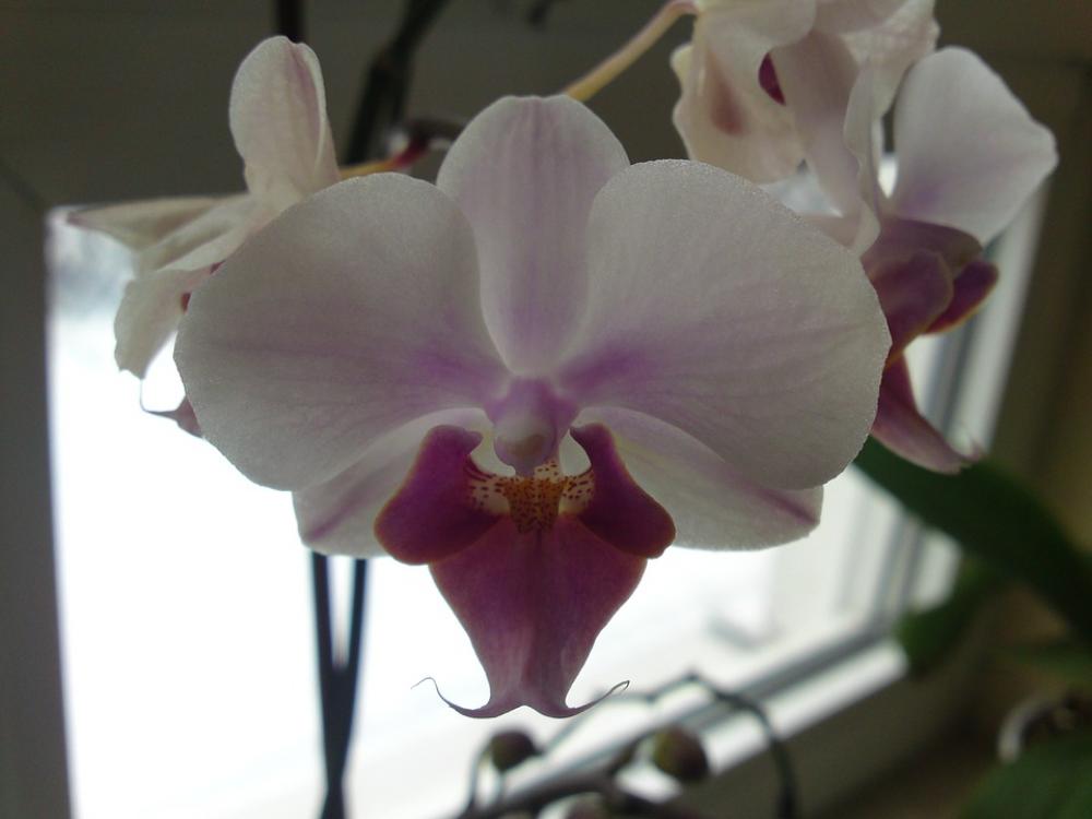 Orchid Plant Flowers Orchid Plant Flowers