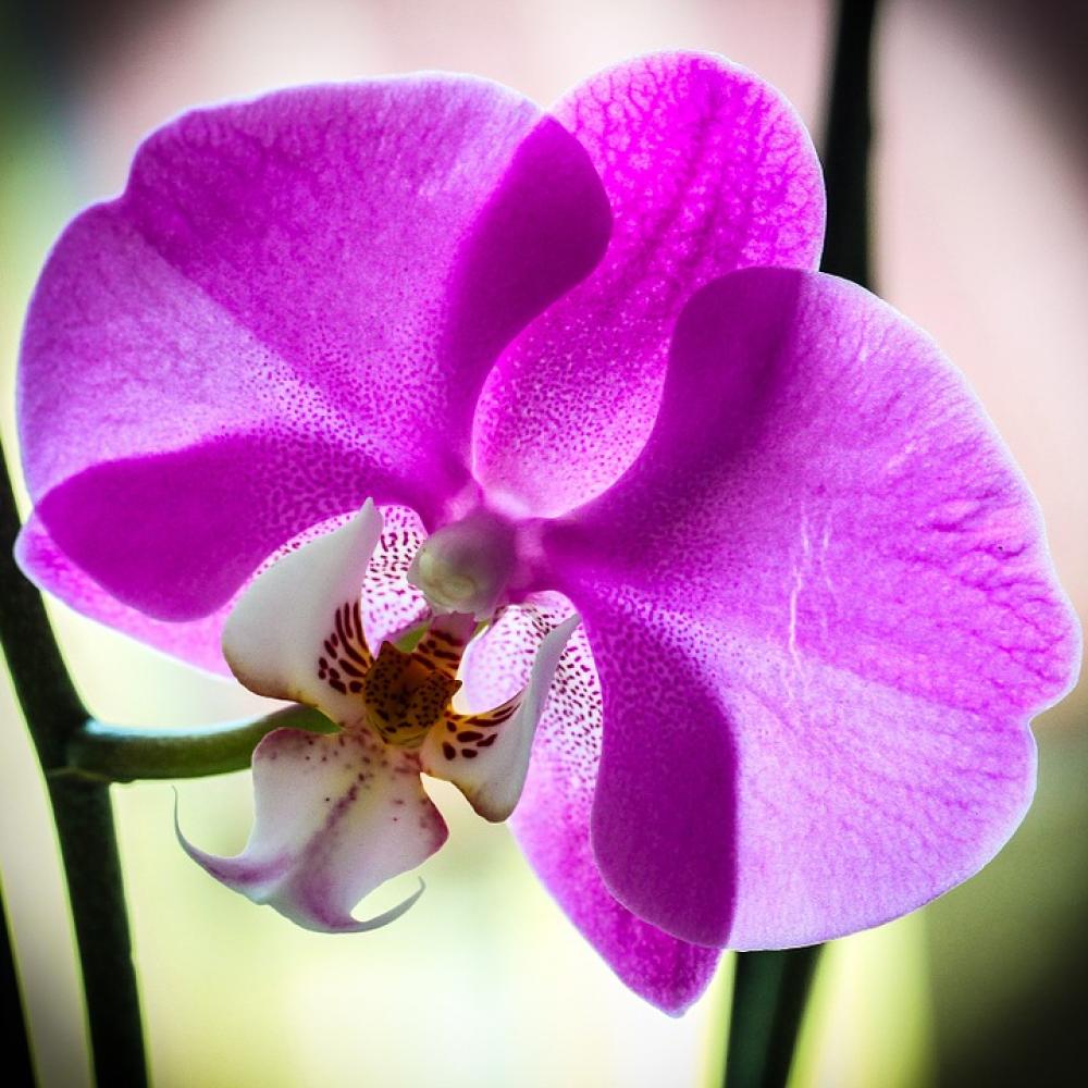 Orchid Macro Violet Orchid Macro Violet