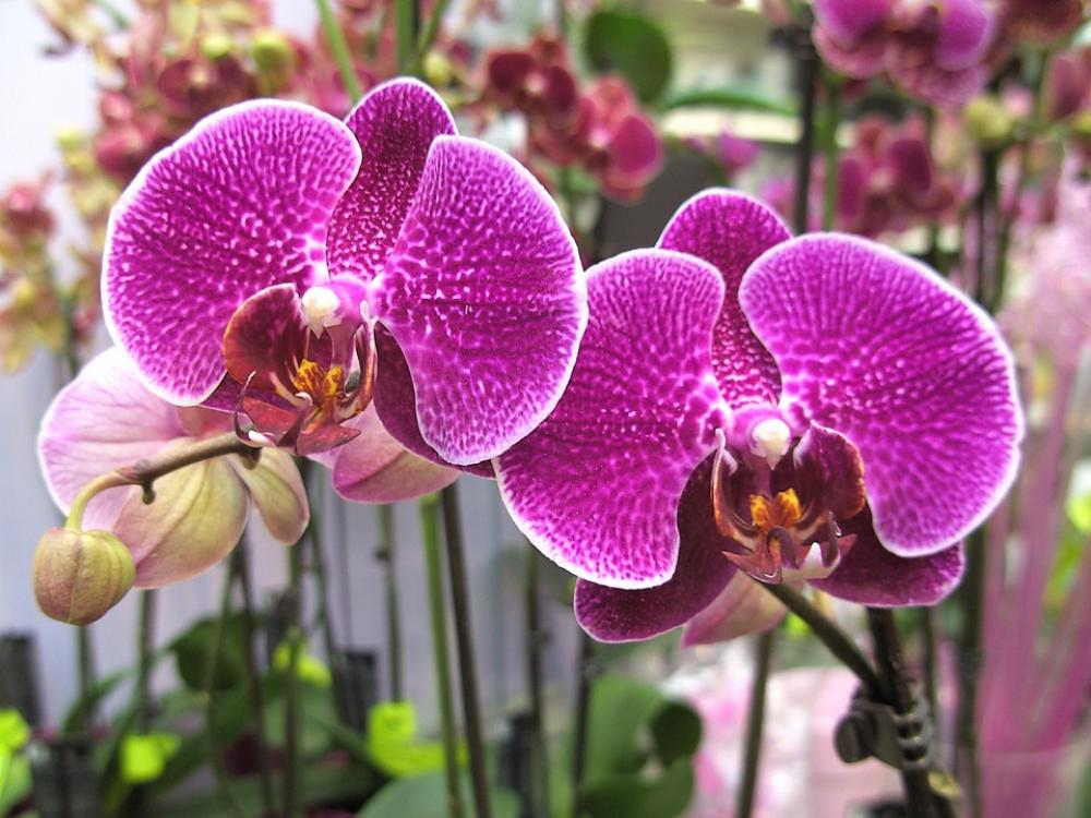 Orchids Purple Blossom Bloom Flower Colorful Orchids Purple Blossom Bloom Flower Colorful
