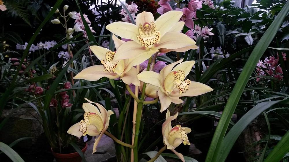 Orchids Yellow Blossom Bloom Nature Plant Flower Orchids Yellow Blossom Bloom Nature Plant Flower