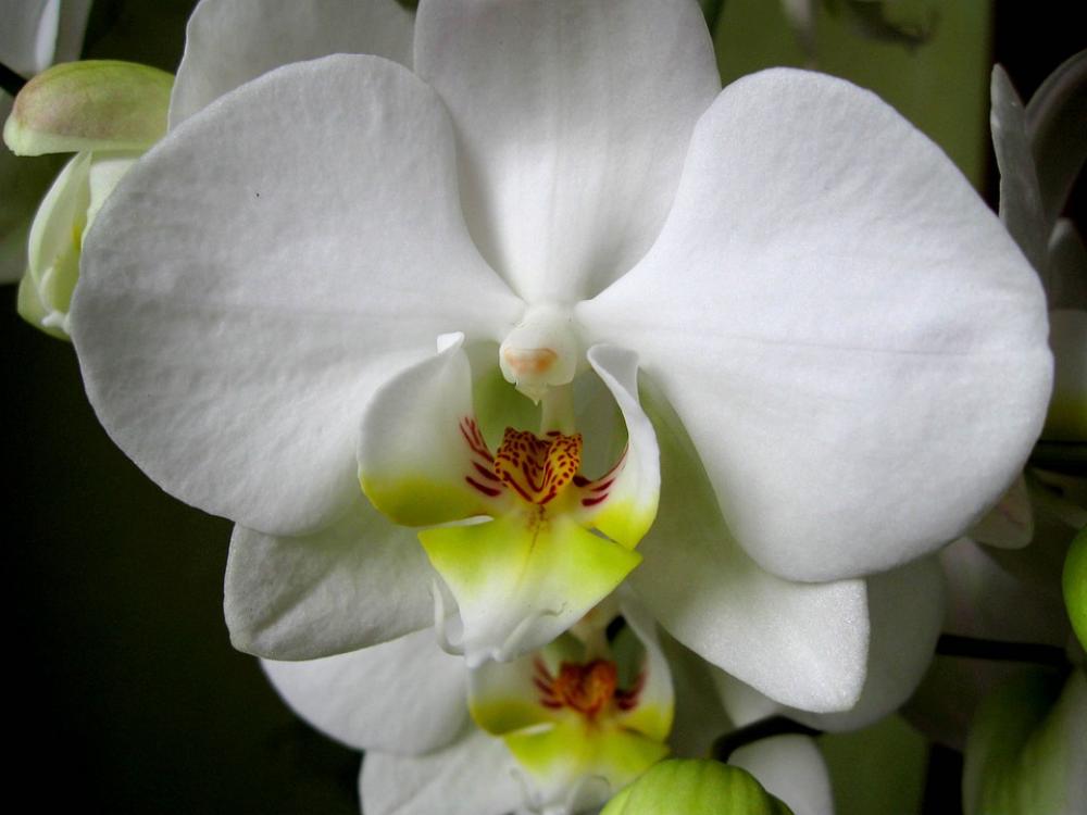 Orchis The Petals Flower Blooming Orchid Orchis The Petals Flower Blooming Orchid