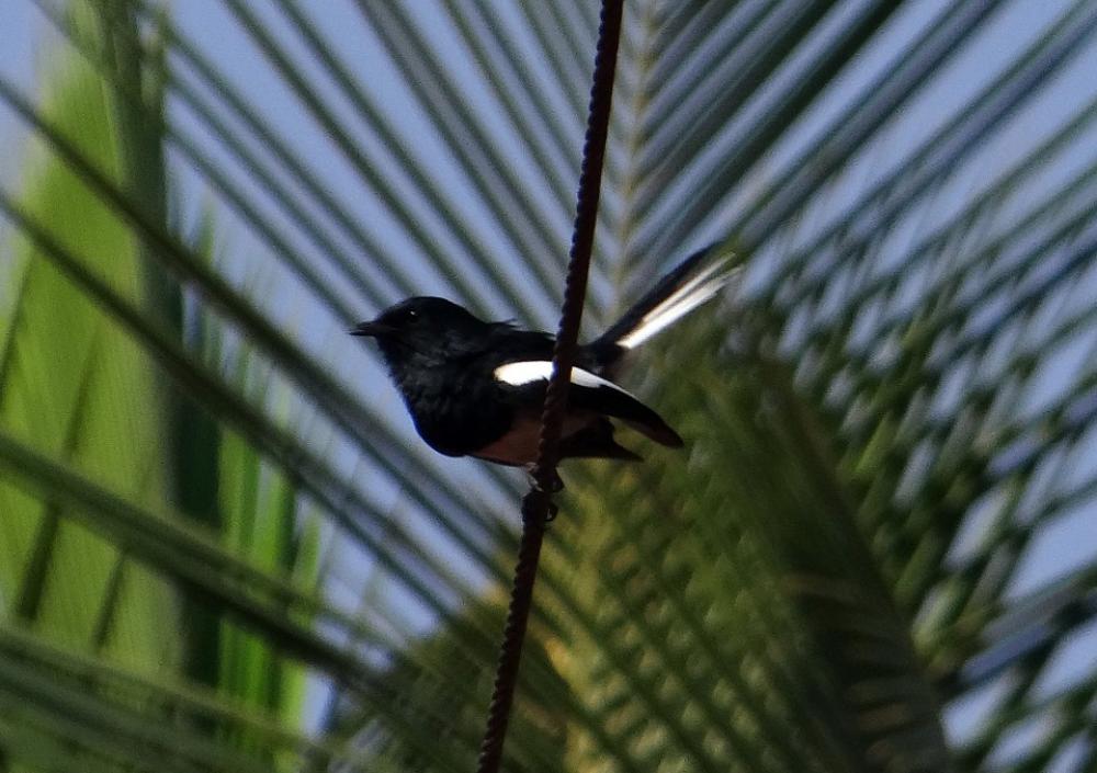 Oriental Magpie-Robin Robin Copsychus Saularis Male Oriental Magpie-Robin Robin Copsychus Saularis Male