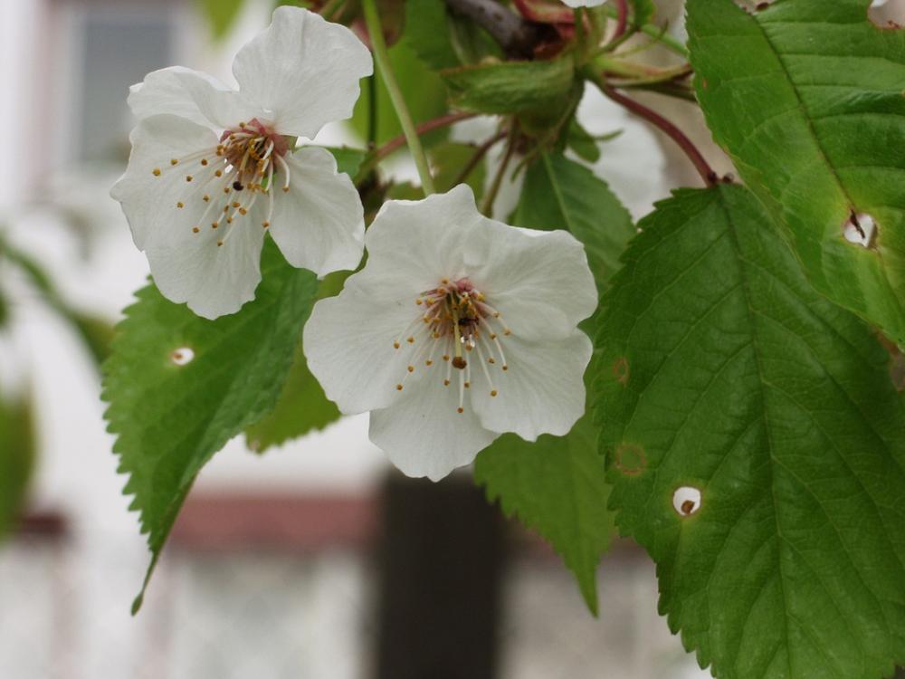 Ornamental Cherry Flowers White Close Up Spring Ornamental Cherry Flowers White Close Up Spring