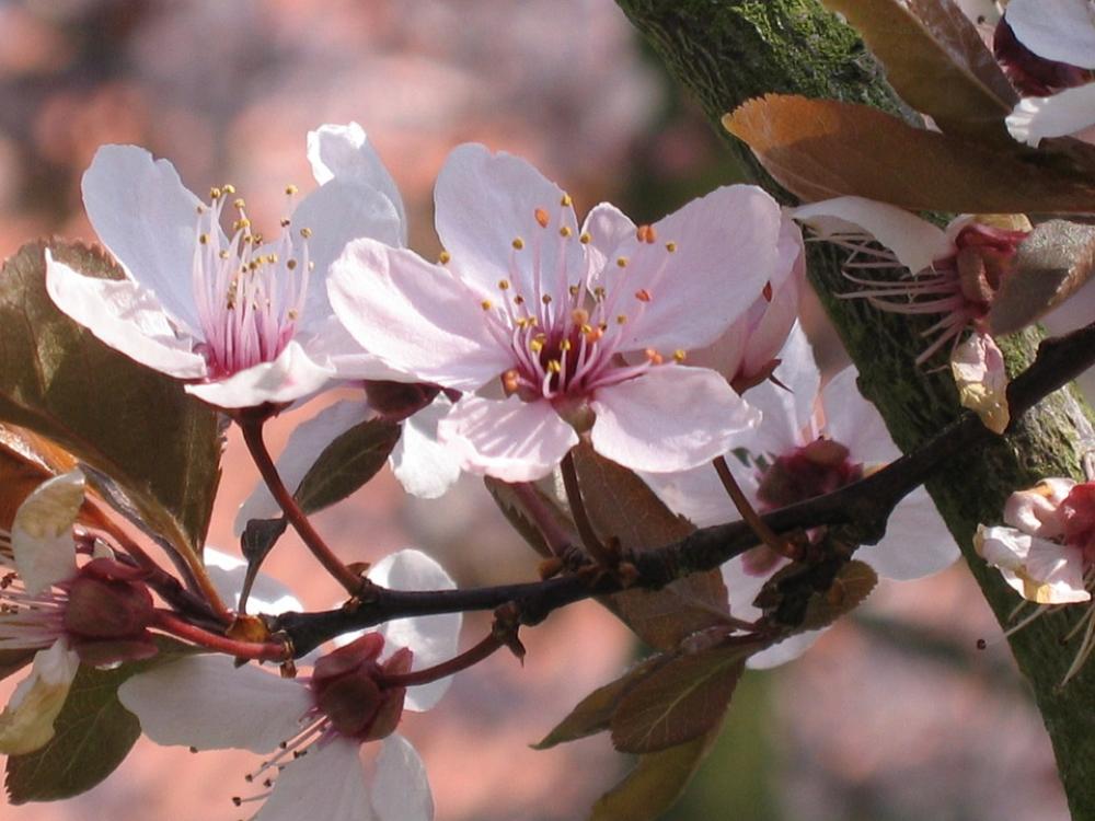 Ornamental Cherry Blossom Tree Nature Ornamental Cherry Blossom Tree Nature