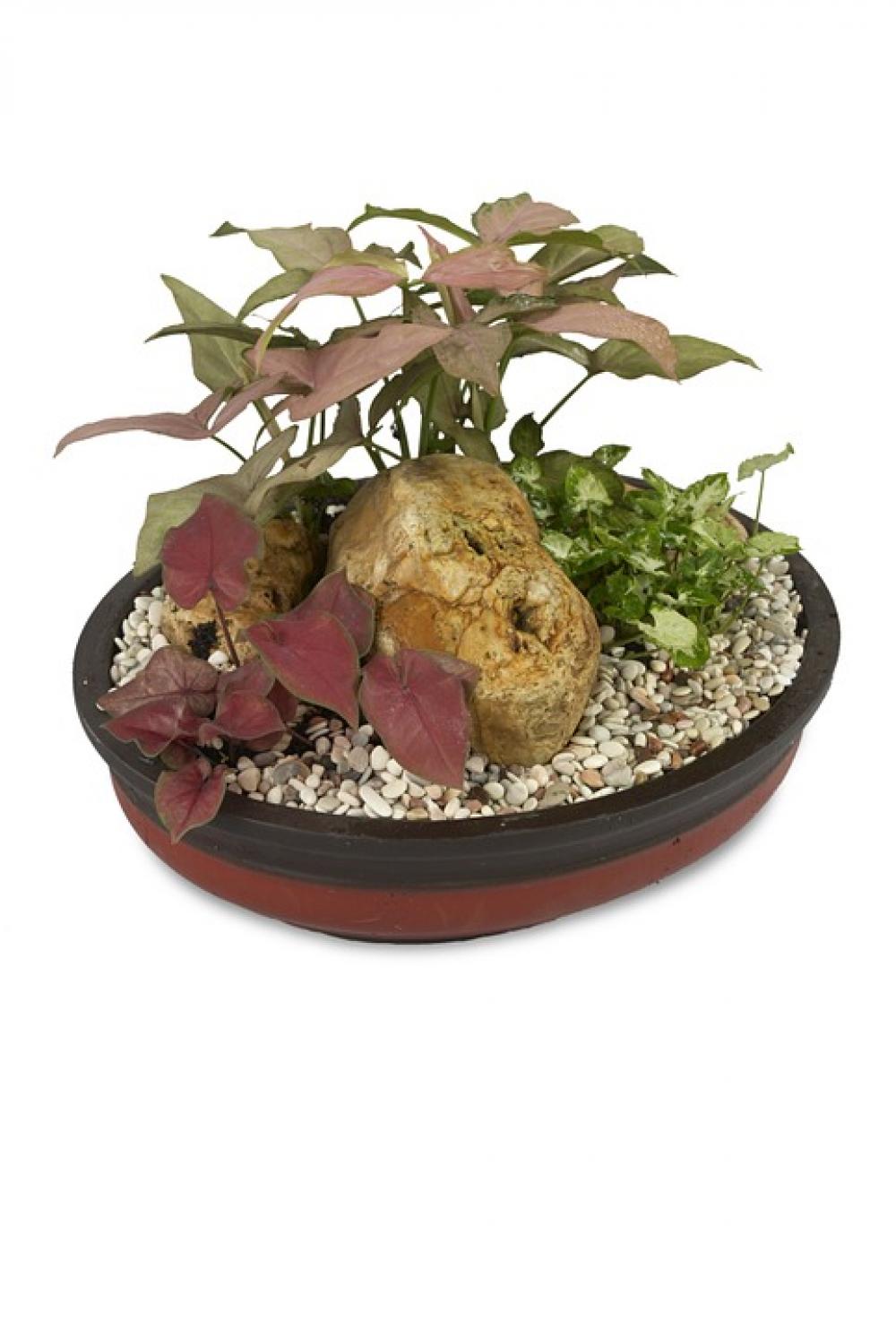 Ornamental Taro Keladi Ornamental Singonium Ornamental Taro Keladi Ornamental Singonium