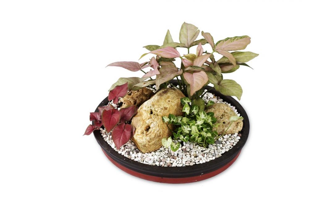 Ornamental Taro Keladi Ornamental Singonium Ornamental Taro Keladi Ornamental Singonium