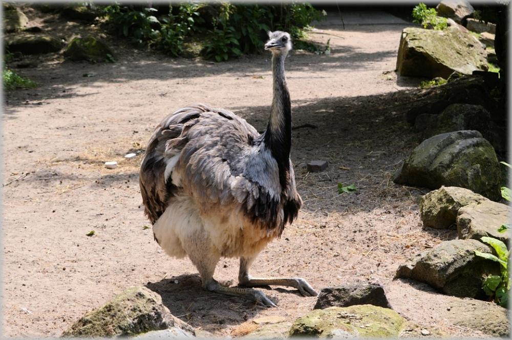 Ostrich African Flightless Bird Struthionidae Fast Ostrich African Flightless Bird Struthionidae Fast