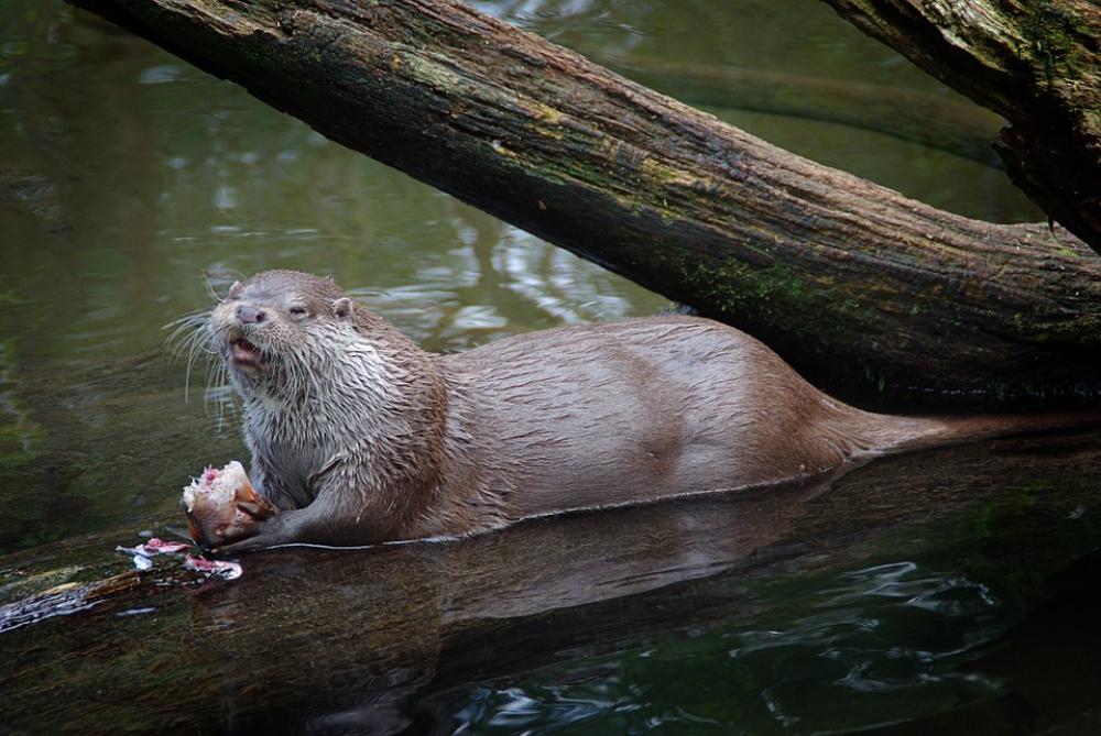Otter Animal Pond Zoo Otter Animal Pond Zoo