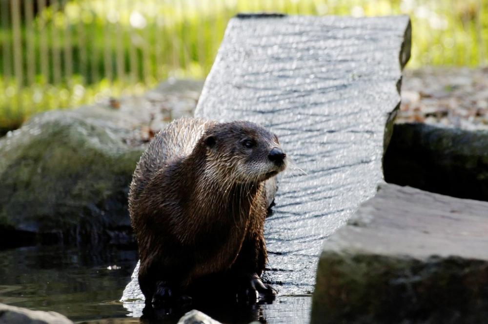 Otter Board Water Enclosure Animal Zoo Zoom Bar Otter Board Water Enclosure Animal Zoo Zoom Bar