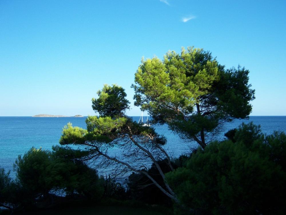 Outlook Sea Tree Outlook Sea Tree