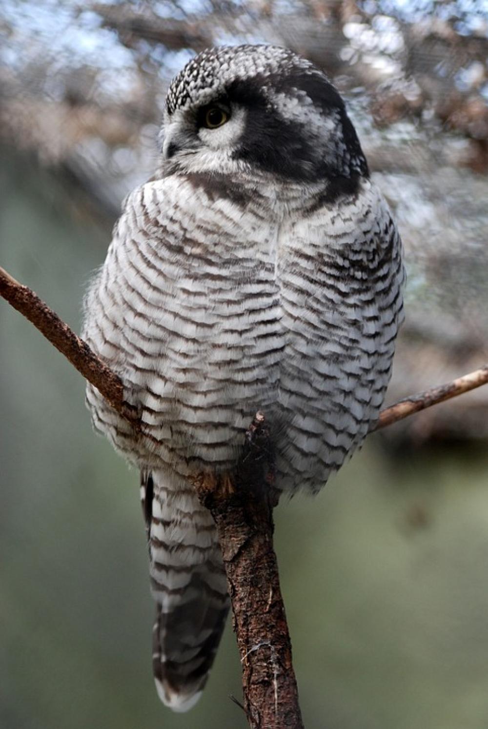 Owl Wildlife Close-Up Bird Nocturnal Predator Owl Wildlife Close-Up Bird Nocturnal Predator