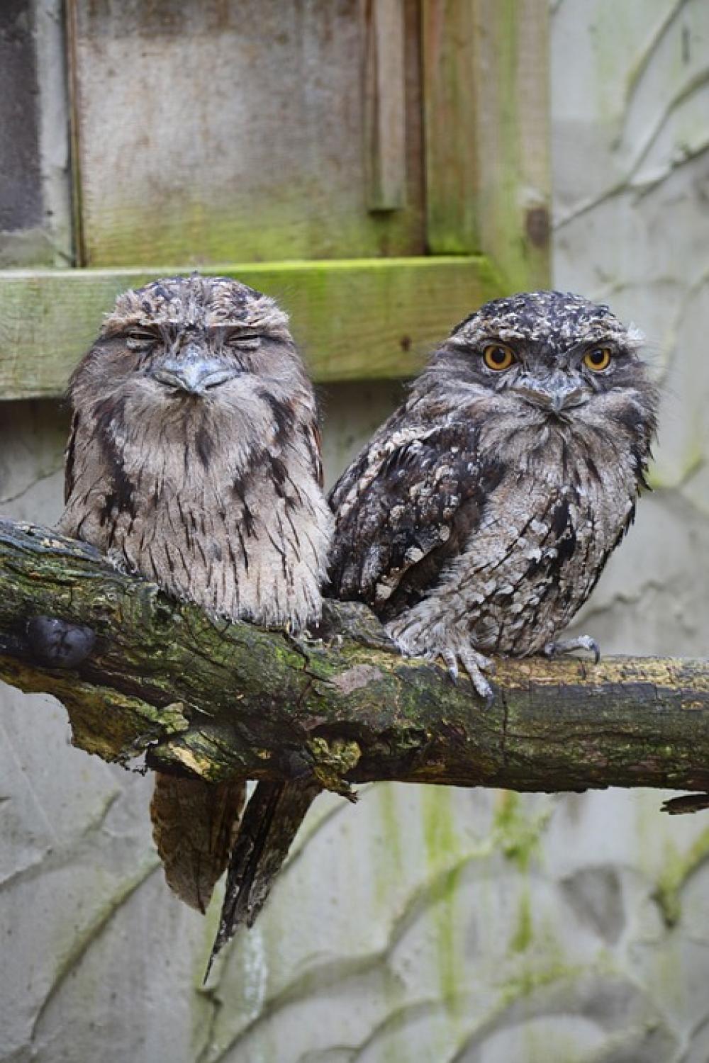 Owl Tawny Frogmouth Owl Australia Bird Pair Grey Owl Tawny Frogmouth Owl Australia Bird Pair Grey