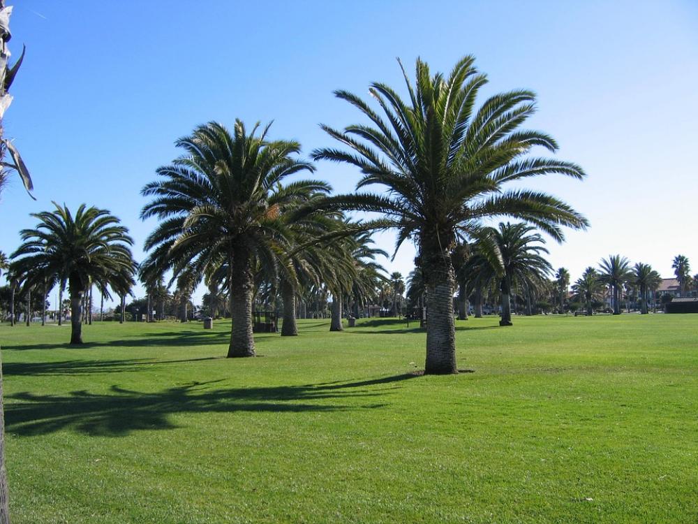 Oxnard Beach California Palm Trees Coast Green Oxnard Beach California Palm Trees Coast Green