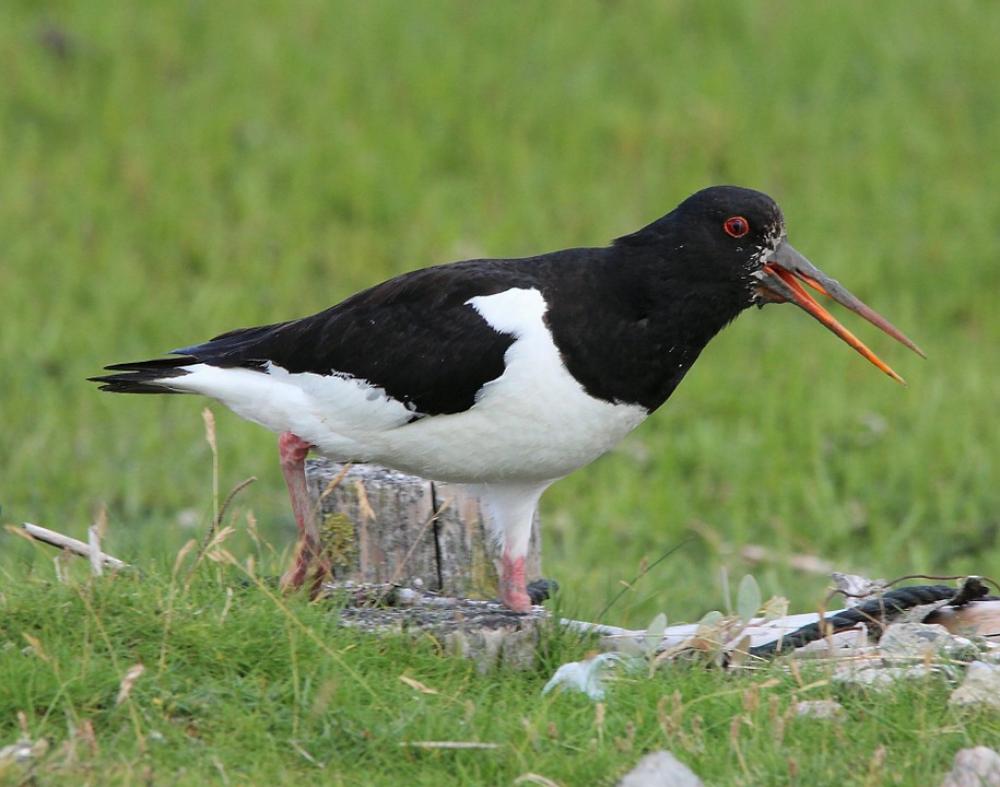 Oystercatcher Bird Haematopus Ostralegus Watt Bird Oystercatcher Bird Haematopus Ostralegus Watt Bird
