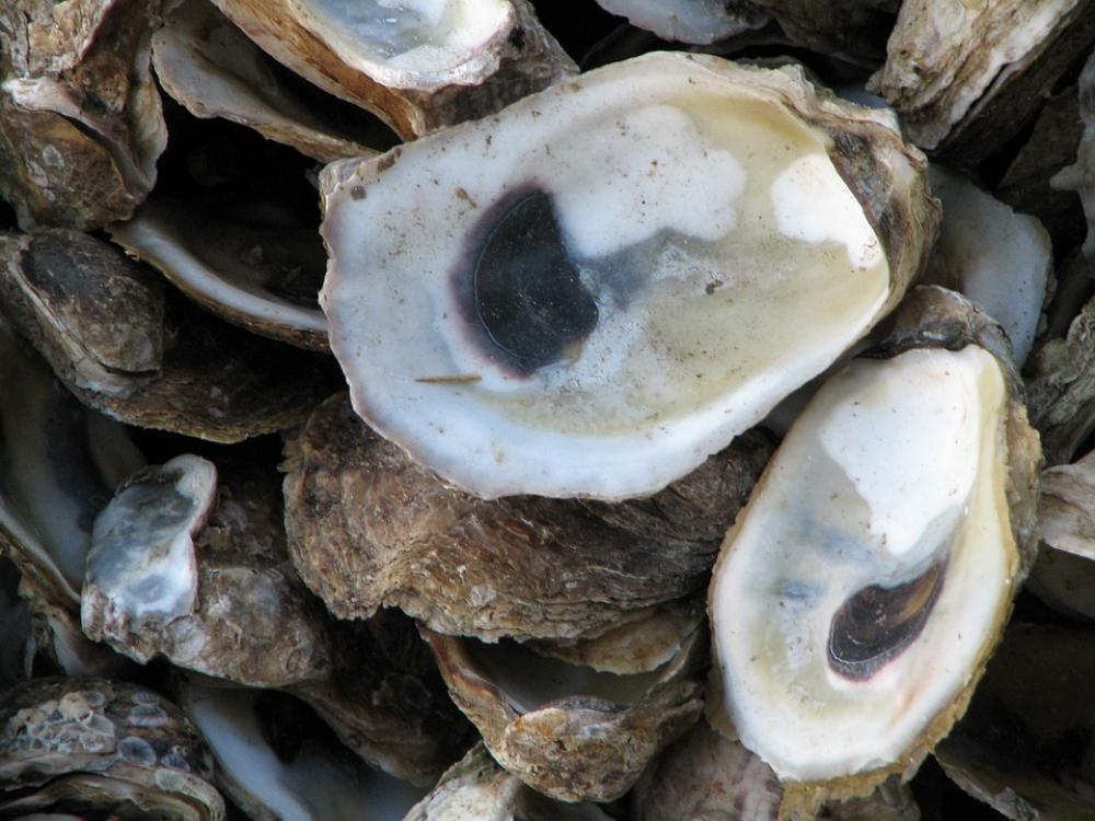 Oysters Shells Sea Life Oysters Shells Sea Life