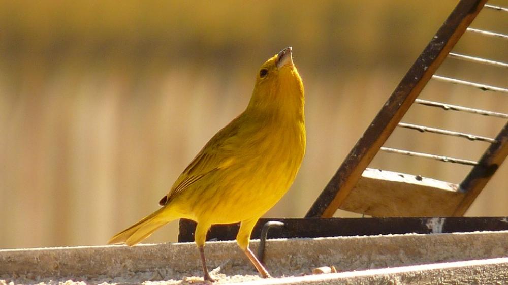 Paige Sparrow Bird Nature Birdie Paige Sparrow Bird Nature Birdie
