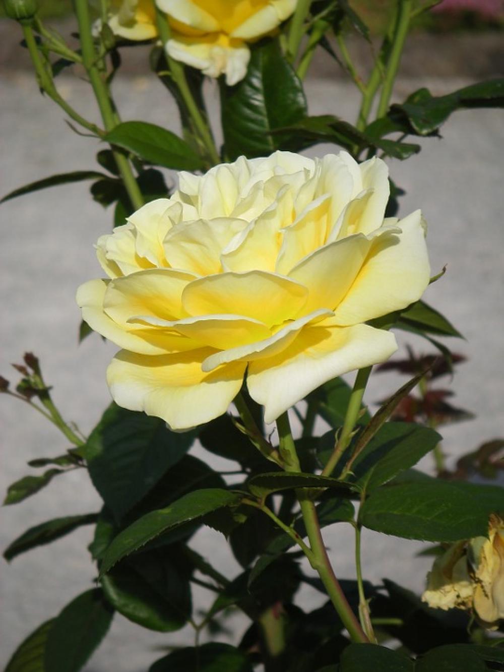 Pale Yellow Rose Summer Bright Nature Blossom Pale Yellow Rose Summer Bright Nature Blossom