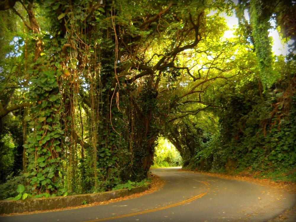 Pali Road Curve Nuuanu Rainforest Hawaii Nature Pali Road Curve Nuuanu Rainforest Hawaii Nature