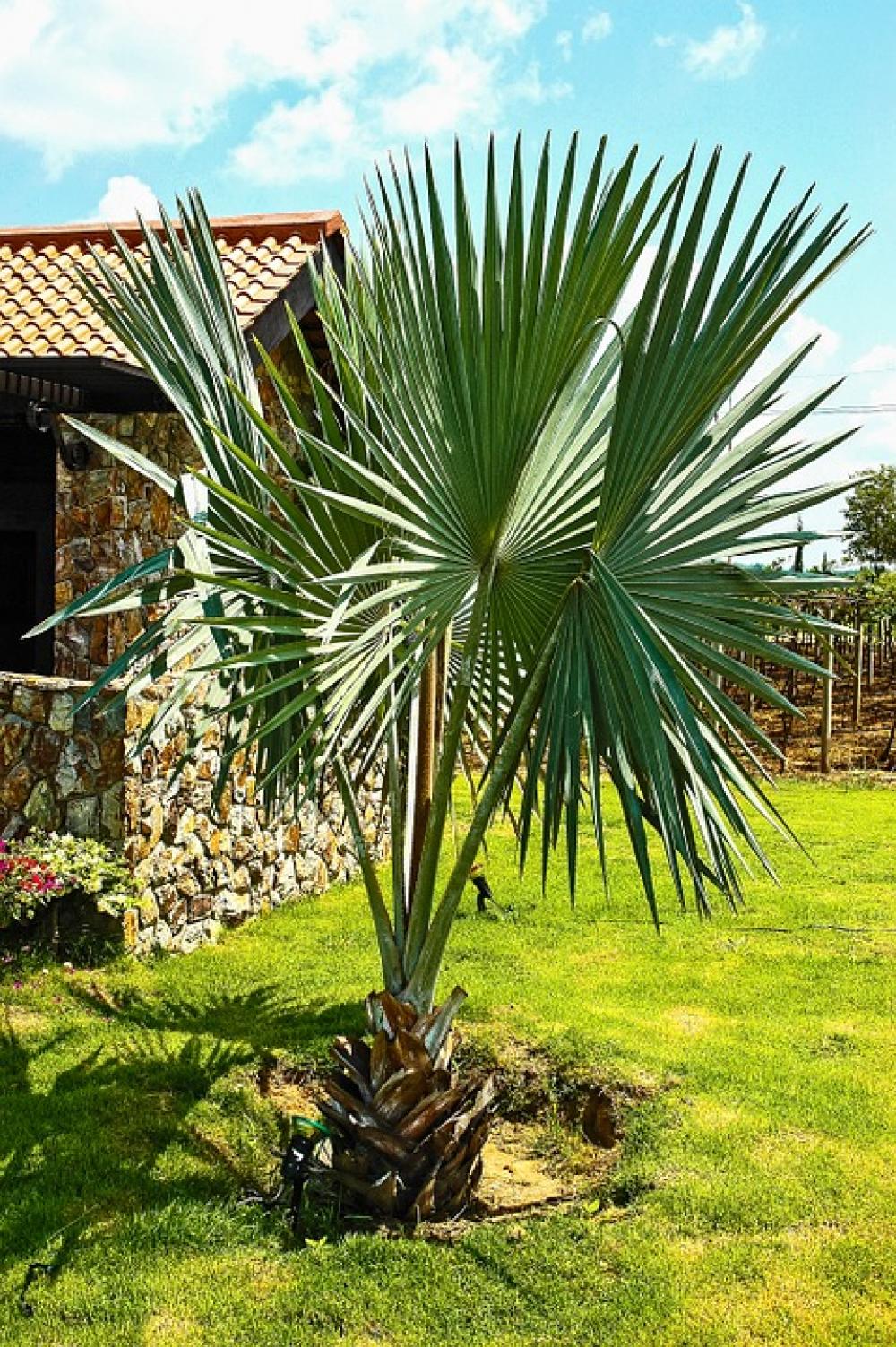 Palm Plant Stone Built House Palm Plant Stone Built House