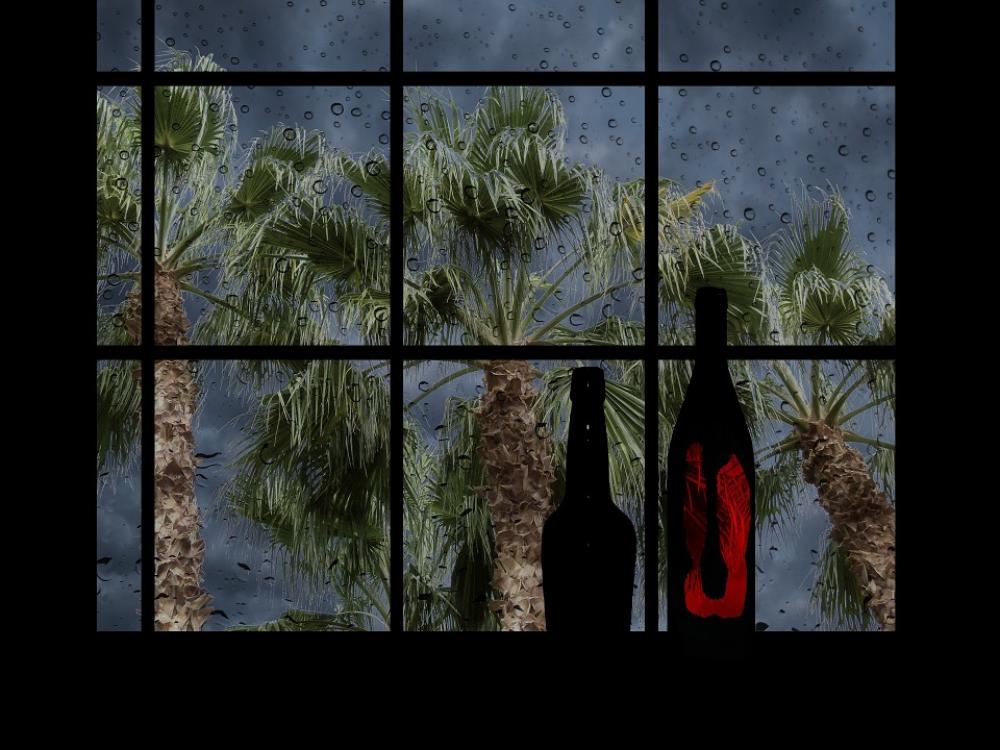 Palm Palm Tree Desert Nature Leaves Natural Plant Palm Palm Tree Desert Nature Leaves Natural Plant
