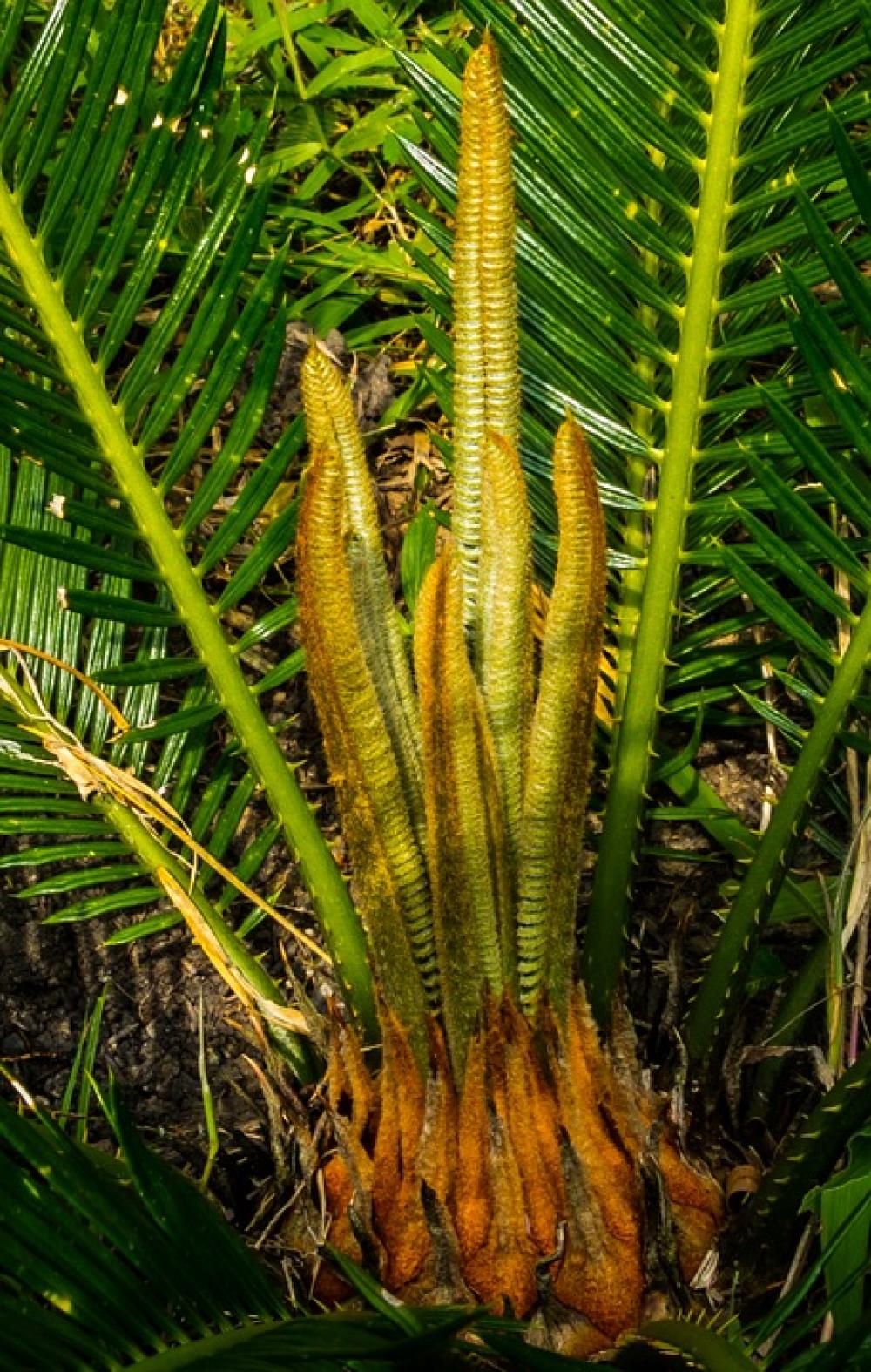 Palm Palm Tree New Drives Palm Palm Tree New Drives